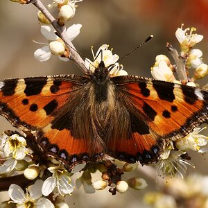 Die Schönheit der Natur IV