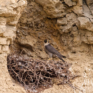Wanderfalke am Nest.jpg