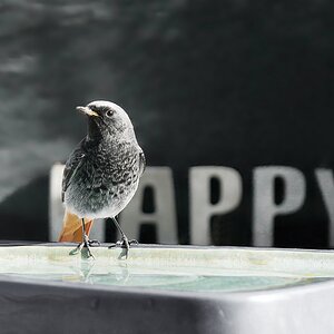 Happy Bird Island