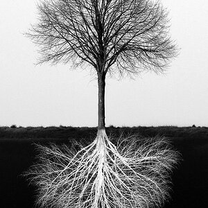 Baum mit Wurzeln