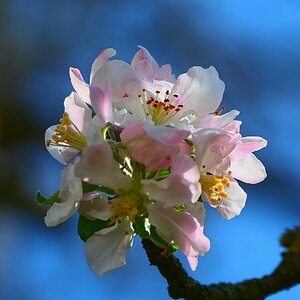 Junge Blüte an altem Apfelbaum