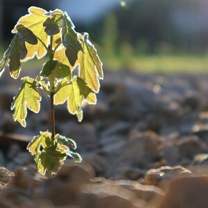 Die Kraft der Natur