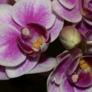 Orchidee