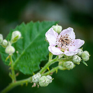 Brombeerblüte...