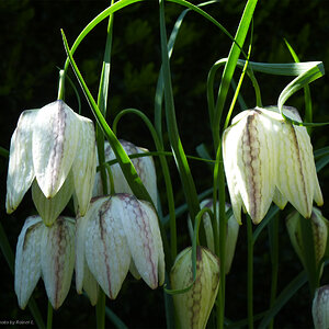 Schachbrettblumen,  weiße Version