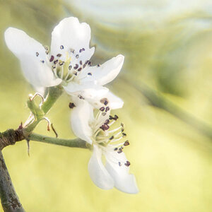 Blüte der weidenblättrigen Birne