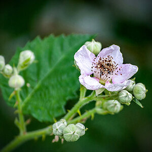 Brombeerblüte... II