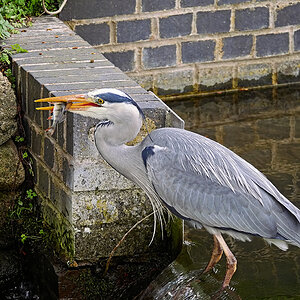 Heron 1D-Pixx.jpg