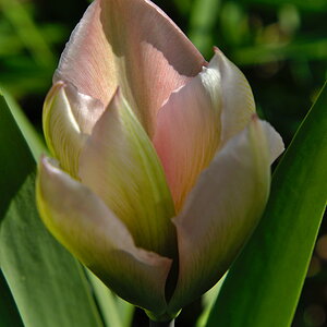 Tulpe