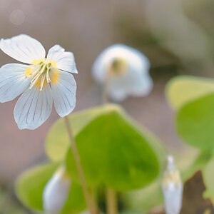 Frühling im Wald