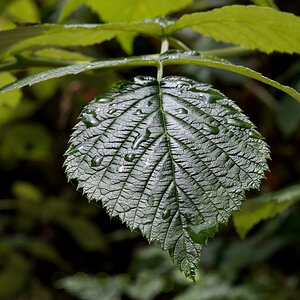 Brombeerblatt im Regen