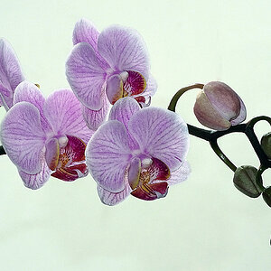 Phalaenopsis