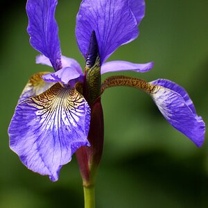 Iris entspannt sich