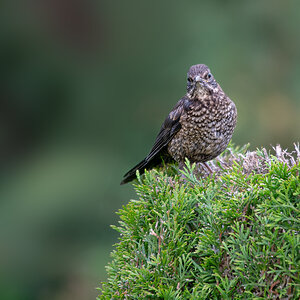 Junge Amsel