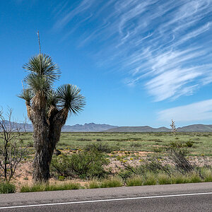 Einsame Yucca