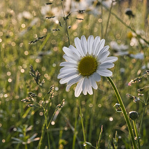 Margeriten bei Sonnenaufgang