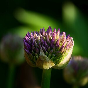 Allium erblüht