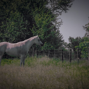 Das fahle Pferd