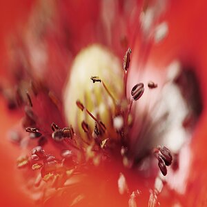 Klatschmohn