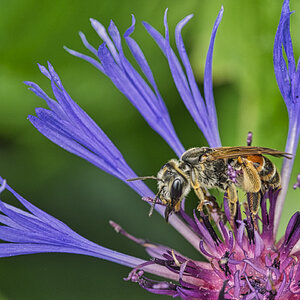 Kornblume mit Biene