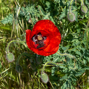 Klatschmohn