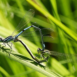 Sex am Gartenteich