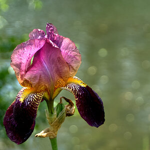 Iris