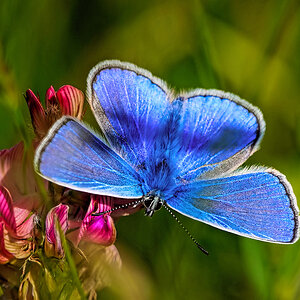 A Common Blue D-pixx.jpg