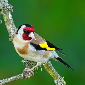 A Goldfinch Dpix.jpg