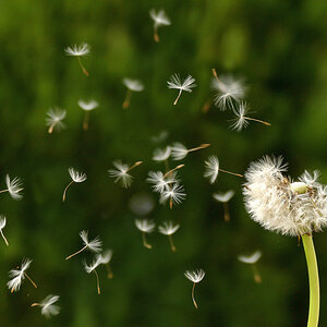 Pusteblume