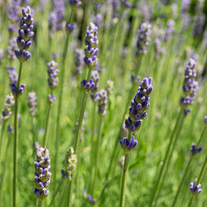 Lavendel