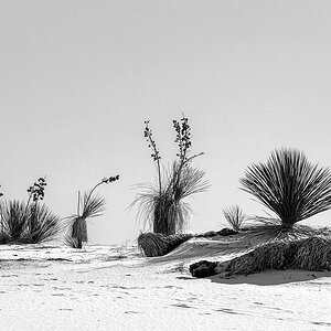 Yuccas in White Sands