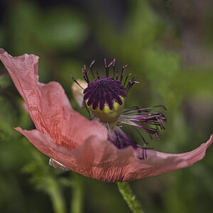 rosa Mohn