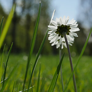 Gänseblümchen