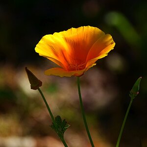 Kalifornischer Mohn