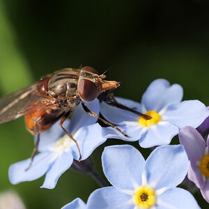 Schnabelschwebfliege