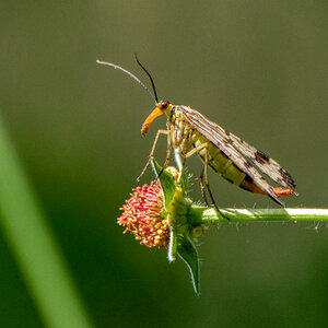 Skorpionsfliege (weiblich)