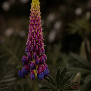 Regenbogenblume