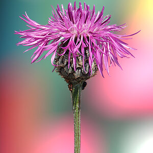 Centaurea scabiosa L