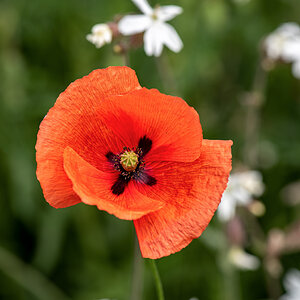 Klatschmohn