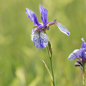 Iris sibirica