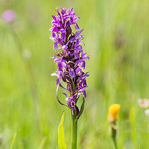 Fleischfarbenes Knabenkraut - Dactylorhiza incarnata