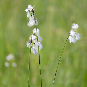 Wollgrasblüte