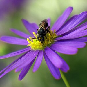 Kleines Bienchen