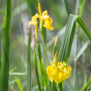 Iris pseudacorus