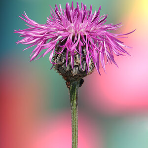 Centaurea scabiosa L #2