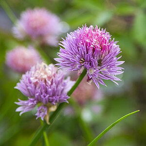 Schnittlauchblüte