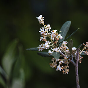 Olivenblüte