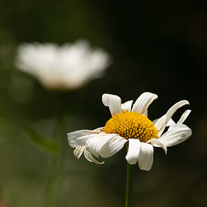 Margariten Blumen