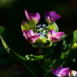 Hortensie erblüht